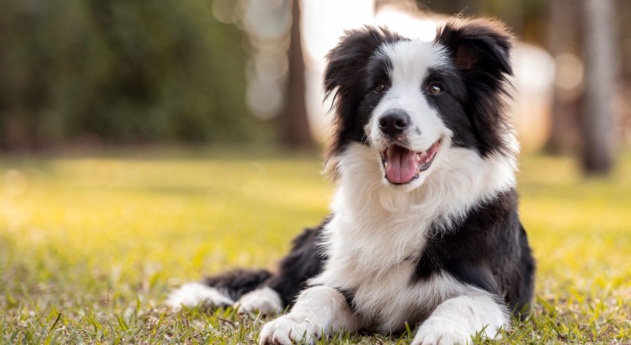 Comment assurer le bien-être de son chien ?